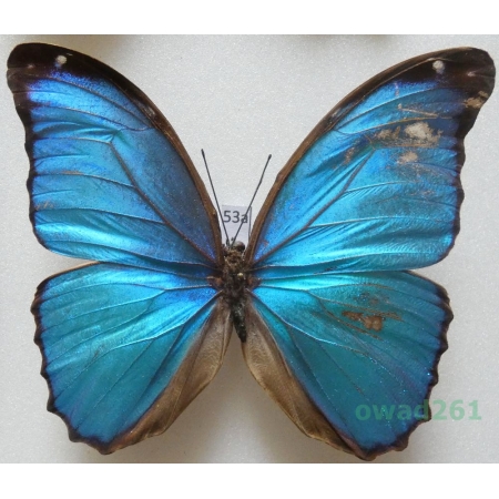 Morpho menelaus (Linnaeus, 1758) Peru 96mm53a